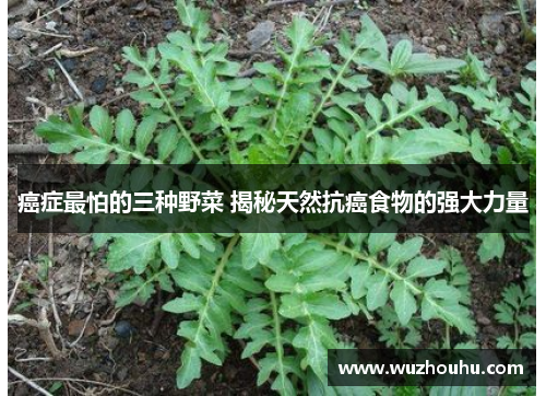 癌症最怕的三种野菜 揭秘天然抗癌食物的强大力量