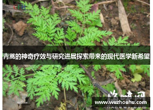 青蒿的神奇疗效与研究进展探索带来的现代医学新希望